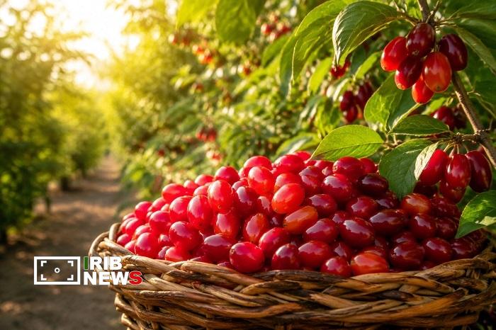 پیام آذری