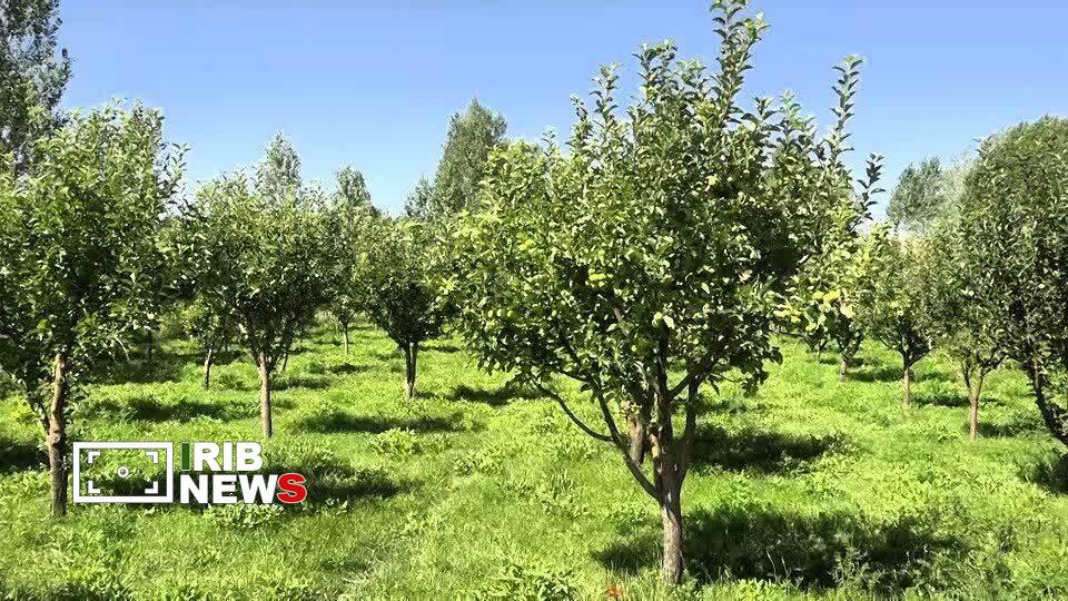 پیام آذری