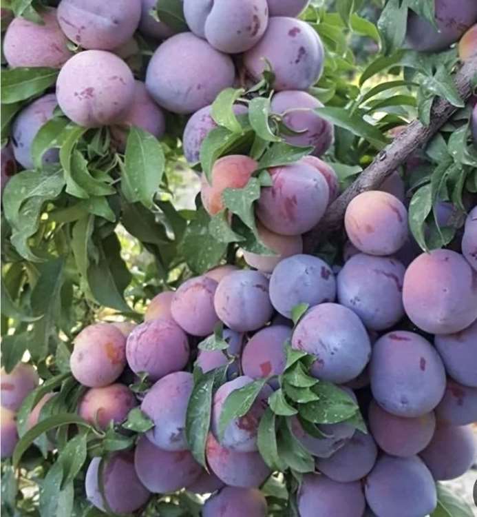 پیام آذری