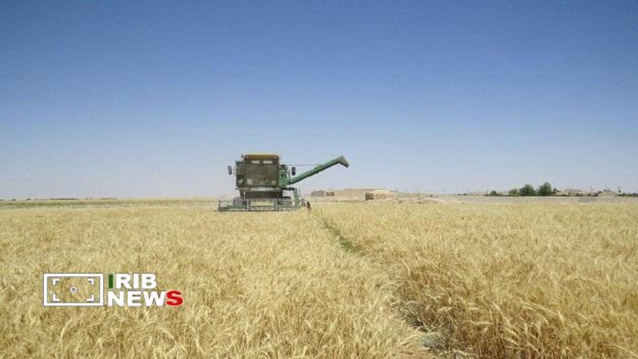 تولید گندم آذربایجان‌شرقی از ۶۵۰ هزار تن عبور کرد