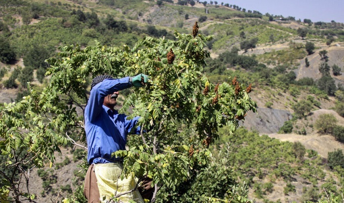 پیام آذری