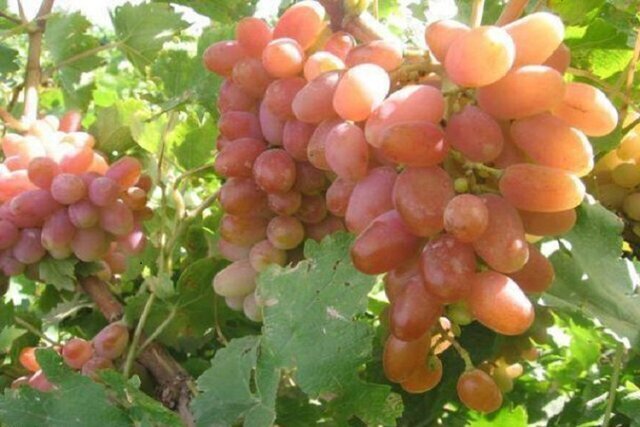 پیام آذری
