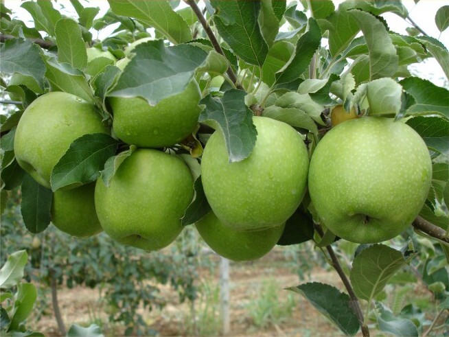 پیام آذری