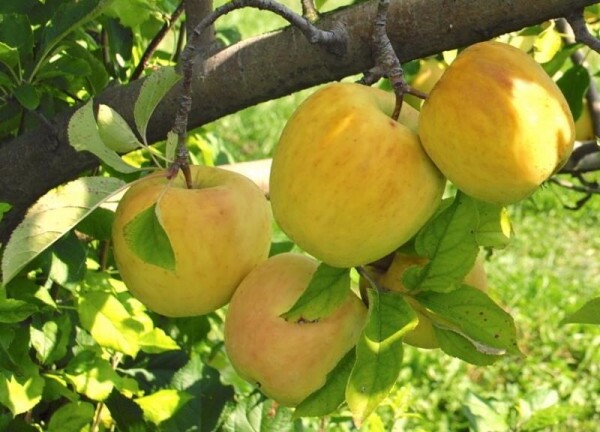 پیام آذری