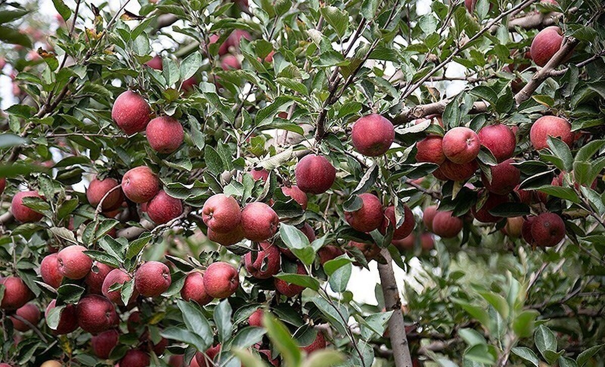 پیام آذری