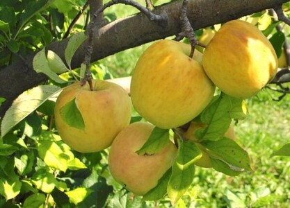 پیام آذری