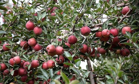 پیام آذری