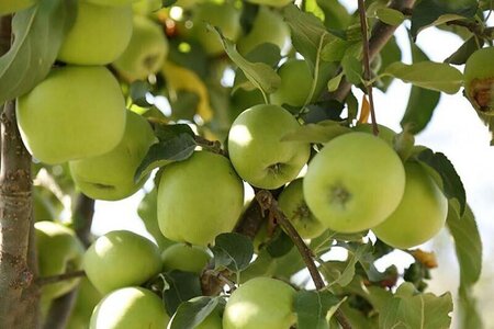 پیام آذری