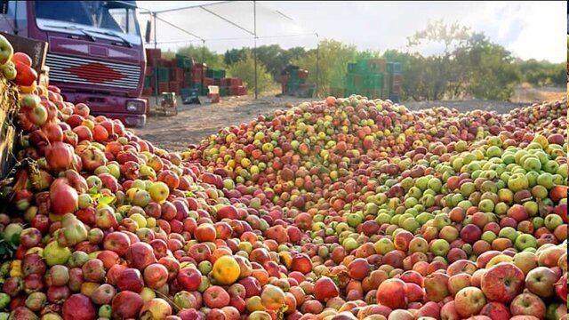 آغاز خرید توافقی سیب صنعتی در ۷۳ مرکز خرید در آذربایجان‌غربی