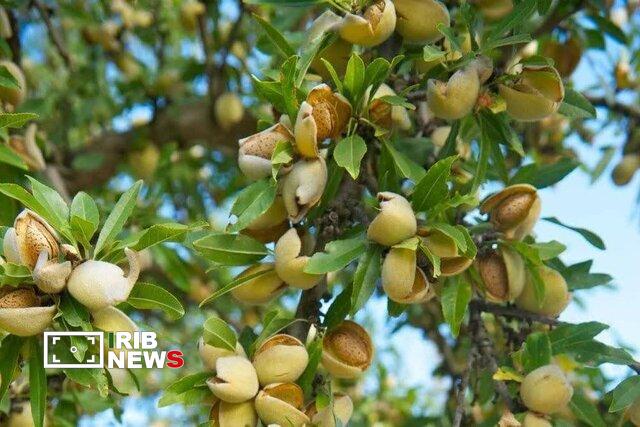 پیام آذری