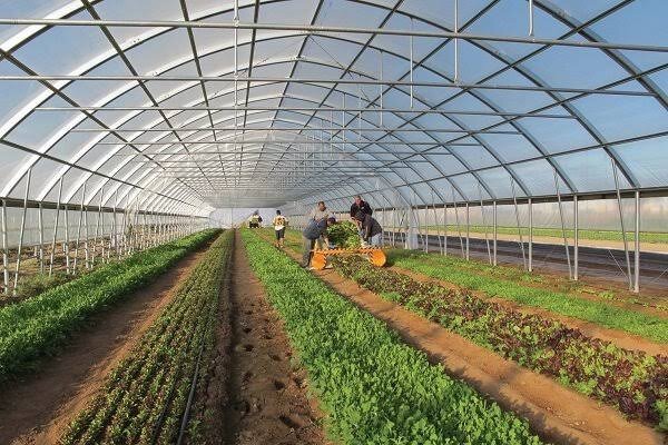 هدف‌گذاری برای توسعه ۴۰۰ هکتاری گلخانه‌های مدرن در آذربایجان شرقی