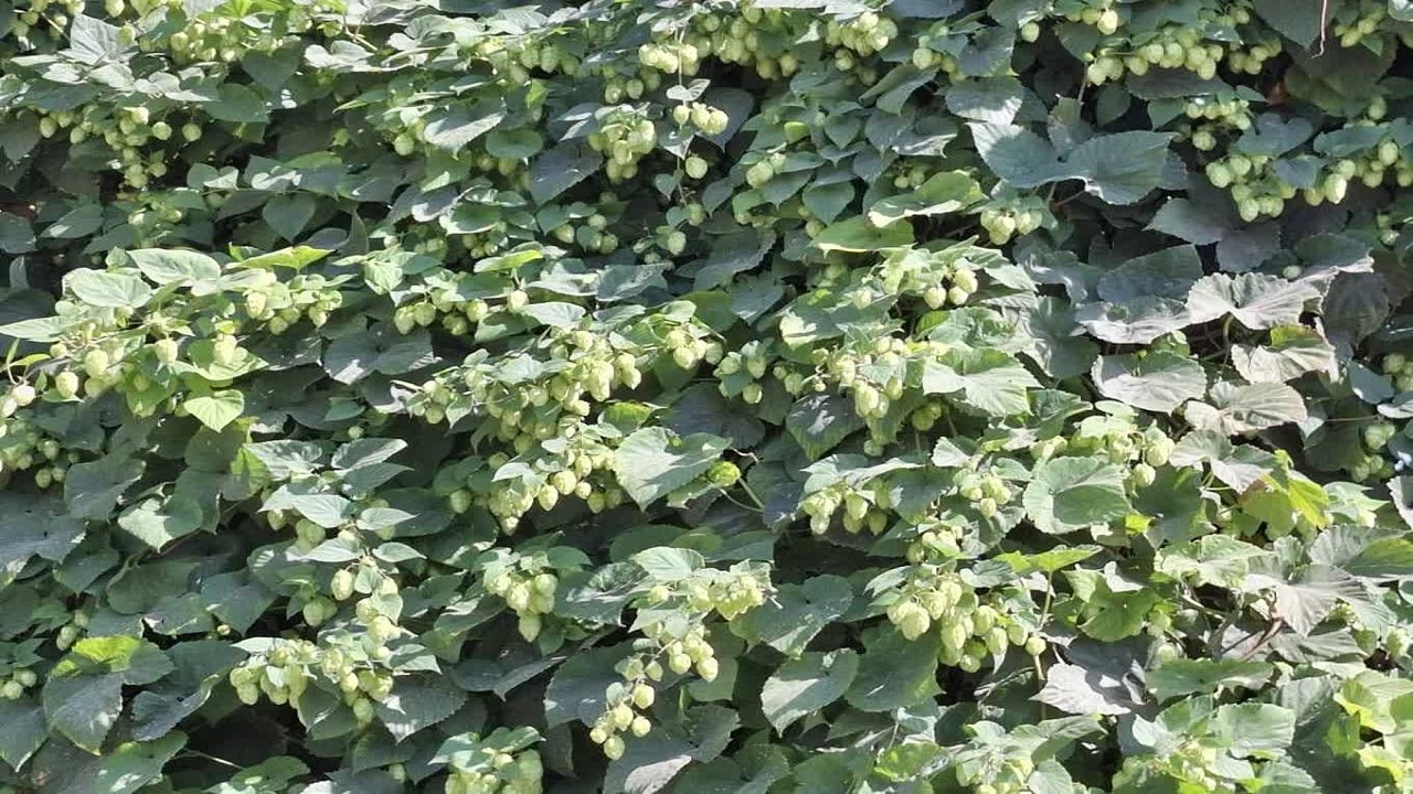 پیام آذری