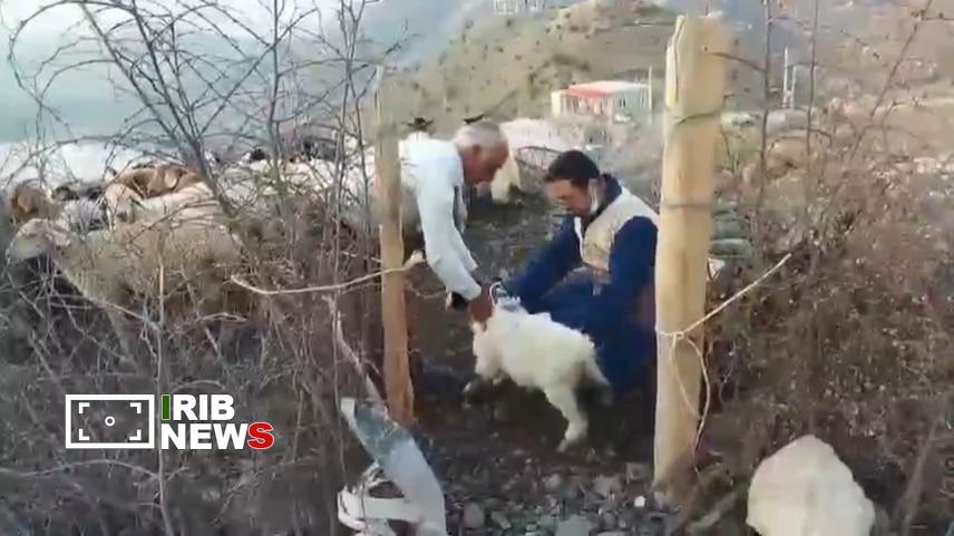واکسیناسیون رایگان ۱۳۰۰ راس دام سبک و سنگین در هوراند