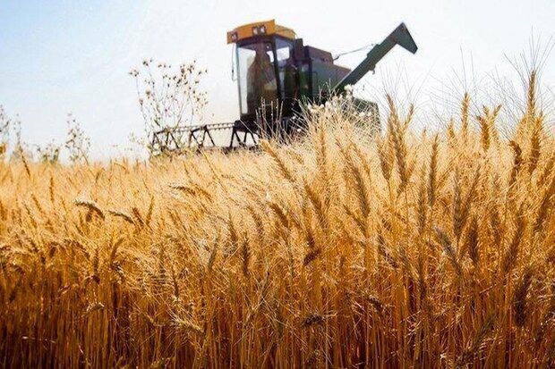 شفیعی: خرید گندم در آذربایجان‌شرقی از ۳۷۴ هزار تن گذشت