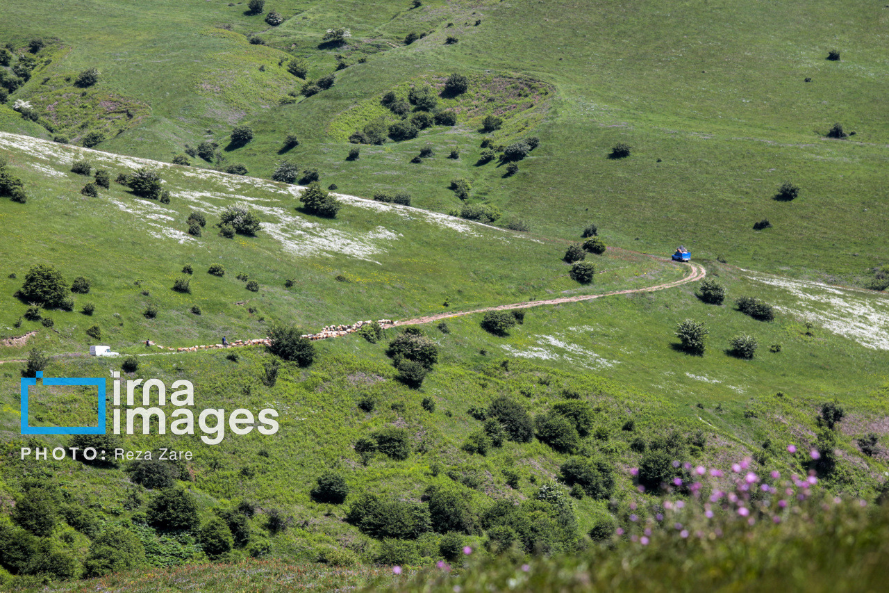احیای جنگل‌ با کاشت ۲ میلیون نهال در استان اردبیل