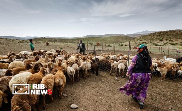 پیام آذری