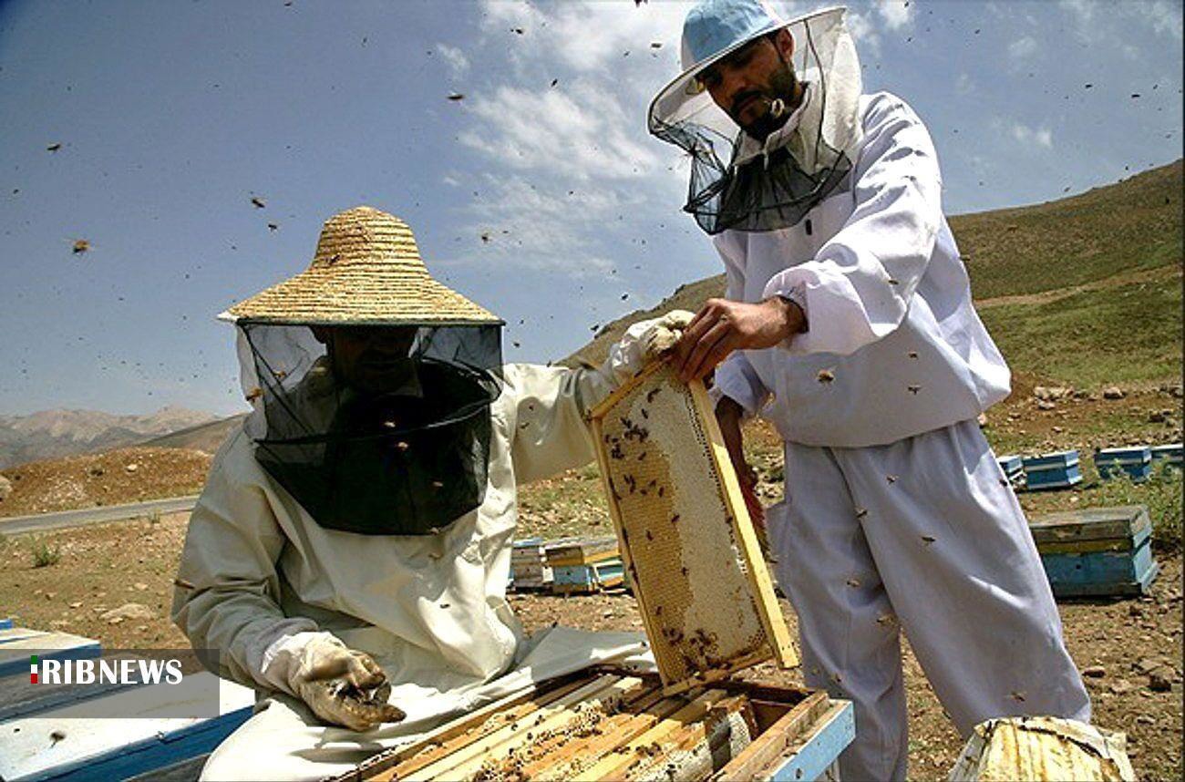 سرشماری زنبورستان‌های آذربایجان شرقی از دوم آبان ماه