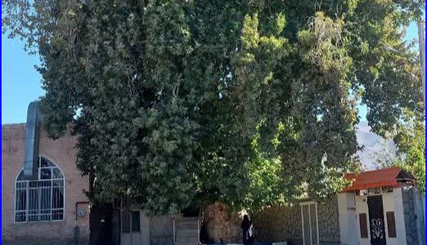 ثبت چنار ۴۰۰ ساله زبرخان در فهرست میراث طبیعی ملی