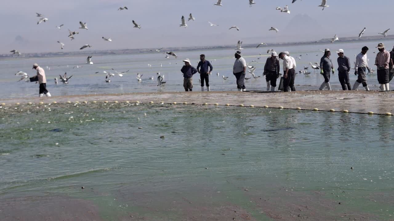 پیام آذری