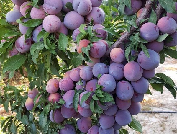 پیام آذری