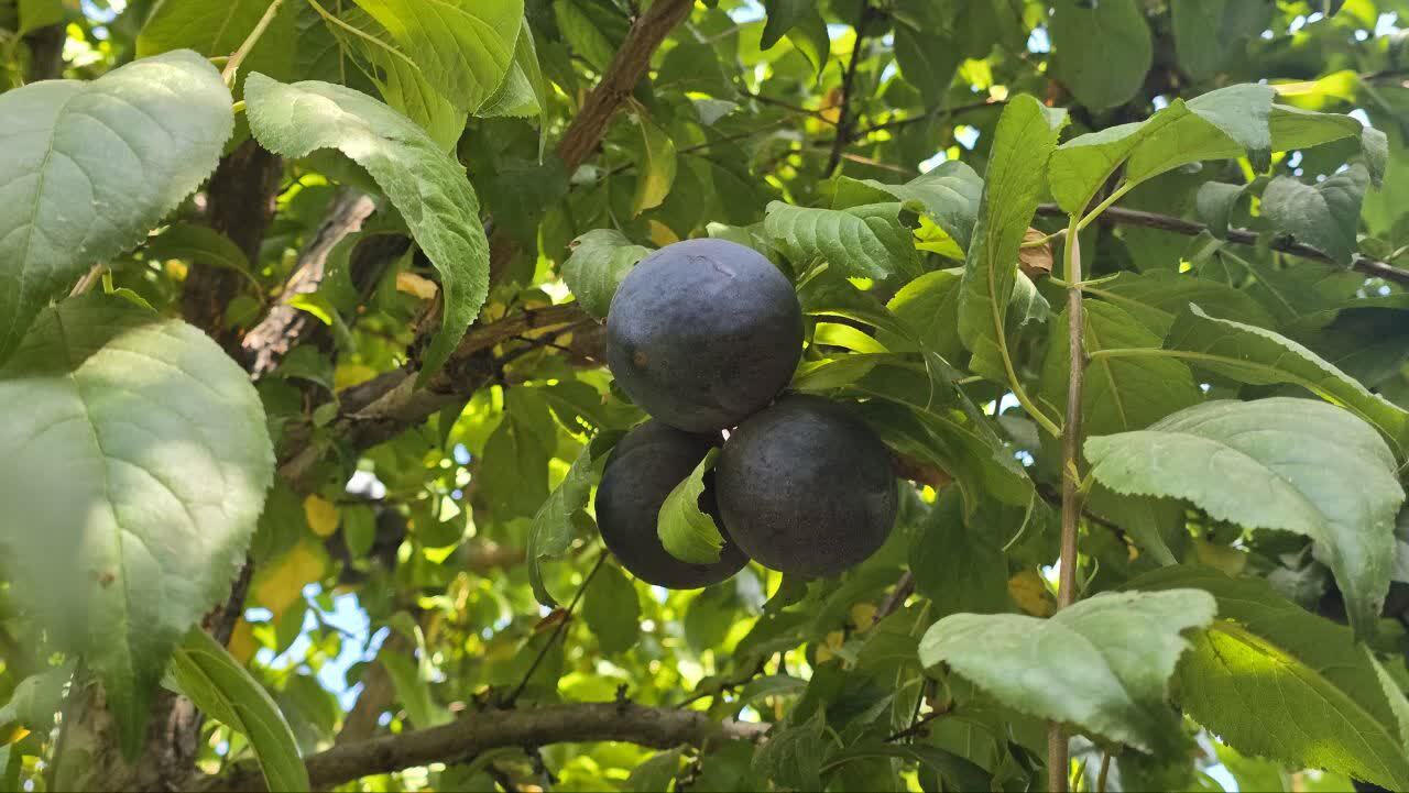 پیام آذری