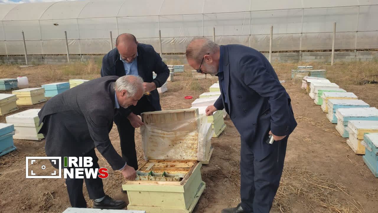 سرشماری سراسری زنبورستان‌های مرند آذربایجان شرقی از دوم آبان‌ماه