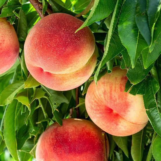 صادرات ۴۲ تُن هلو از ۴۱۲ هکتار باغهای مراغه