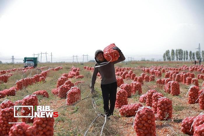 برداشت بیش از ۶۹ هزار تُن پیاز از مزارع آذربایجان شرقی