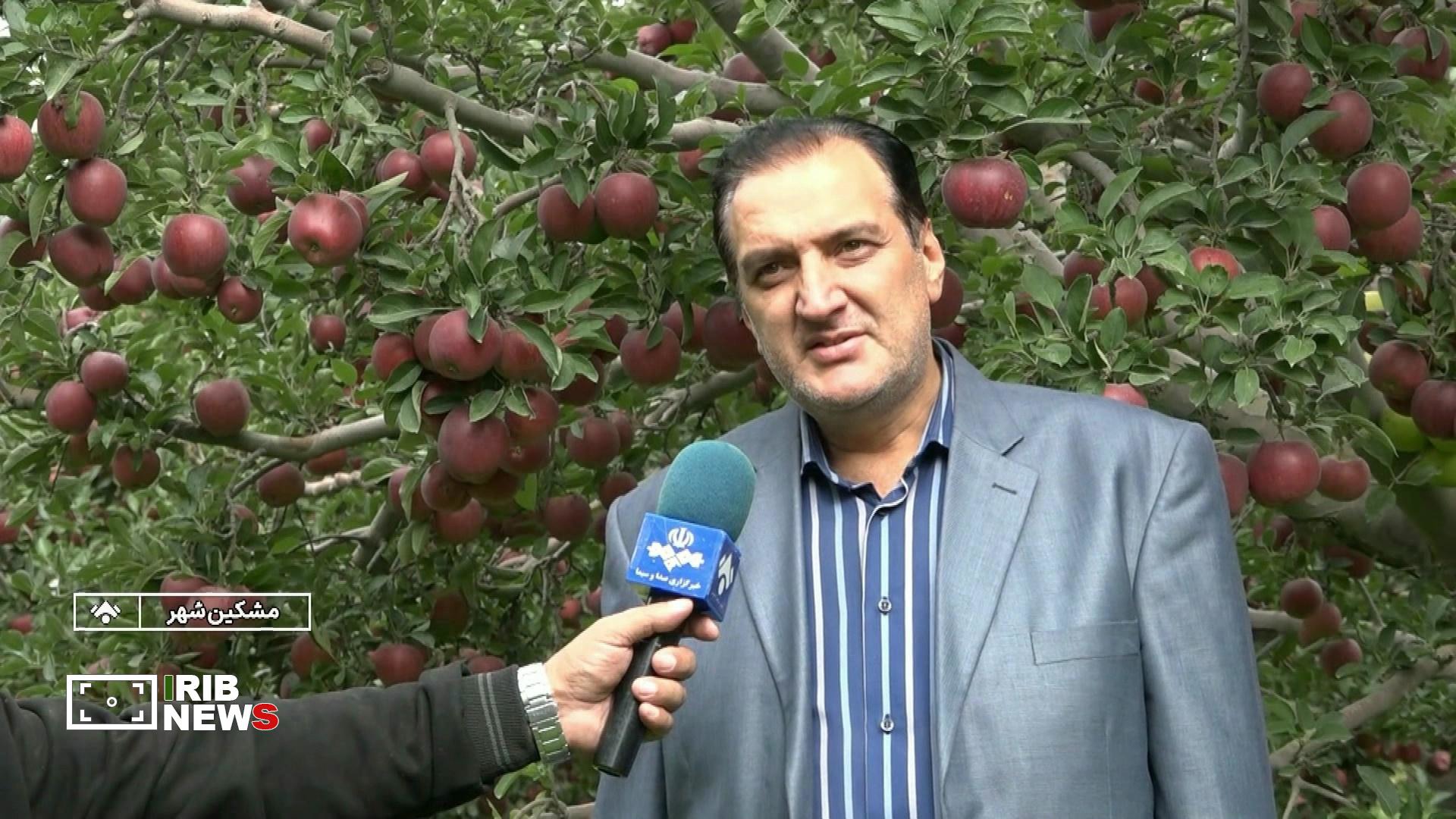 سیب مشگین شهر، فراوان اما با بازار فروش نامناسب