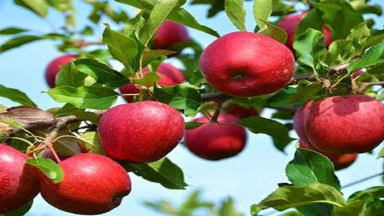 پیش‌بینی تولید بیش از ۱۷۰ هزار تن سیب در میانه