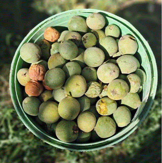 پیام آذری