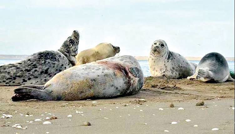 مرثیه‌ای برای سفیدپوشان خزر