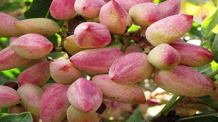 پیام آذری