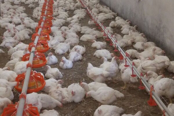 پلمب کشتارگاه طیور متخلف در آذربایجان‌شرقی