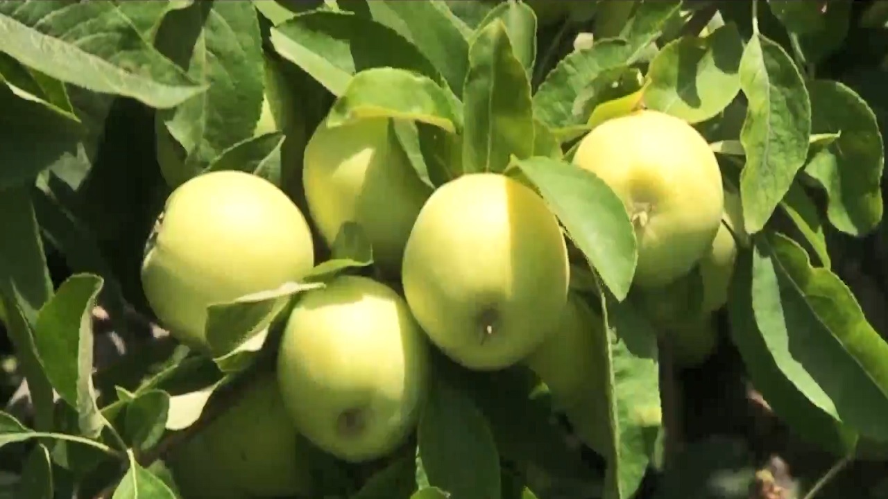 پیام آذری
