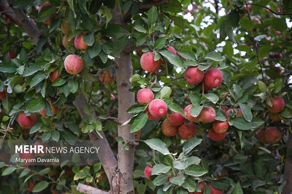 برداشت ۴۰۰۰ تُن سیب در نمین