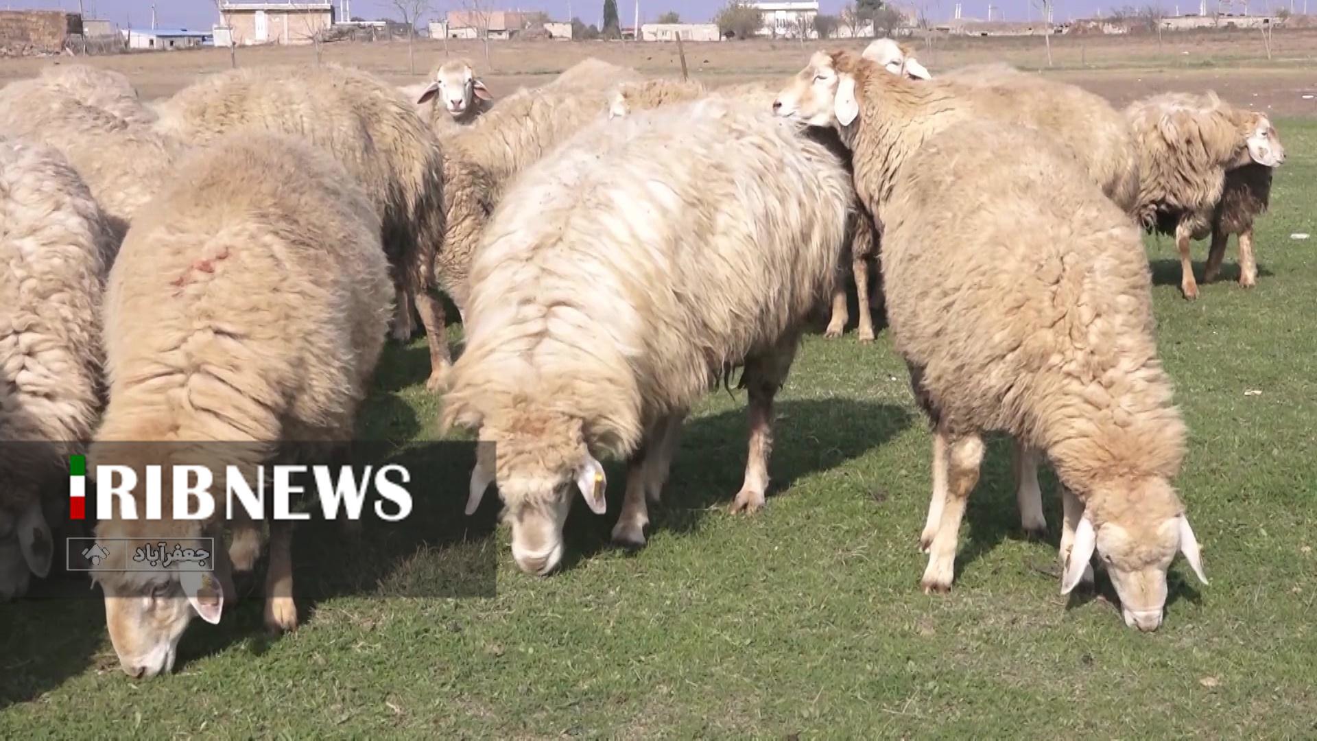 پرورش ۱۰ هزار راس گوسفند مغانی در طرح اصلاح ژنتیکی در اردبیل