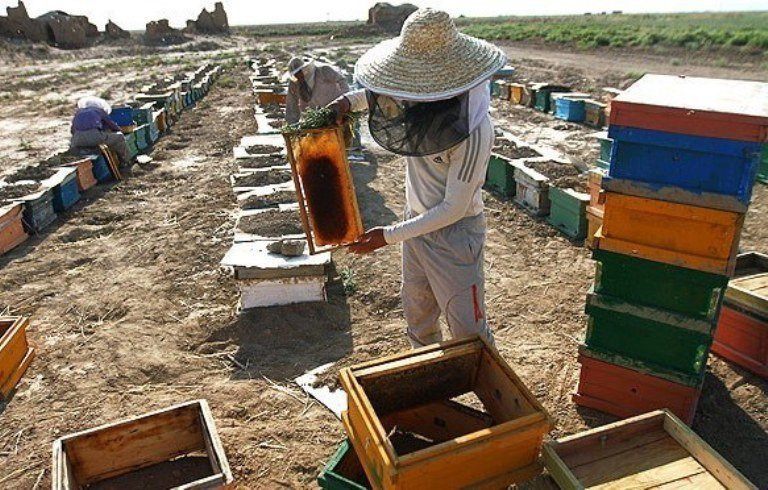 آغاز طرح سراسری سرشماری کلنی‌های زنبور عسل در شهرستان خوی