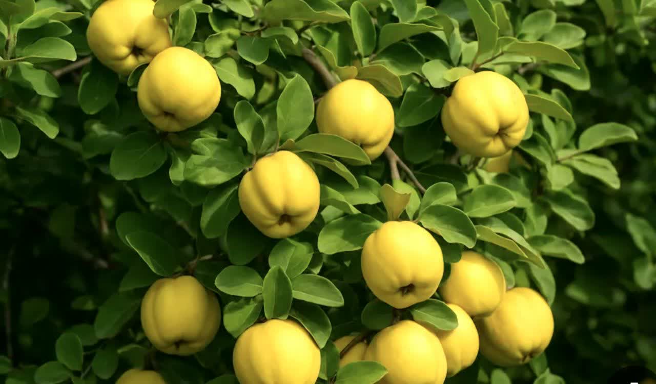 پیام آذری