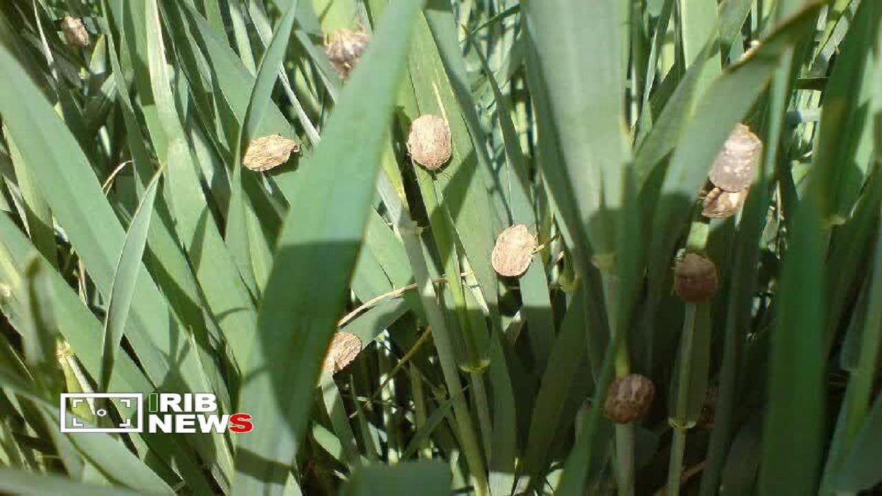 کاهش سن‌زدگی گندم آذربایجان‌شرقی
