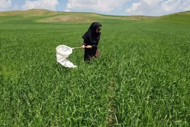 کاهش ۵۶ درصدی سن‌زدگی گندم آذربایجان‌شرقی در سال ۱۴۰۵
