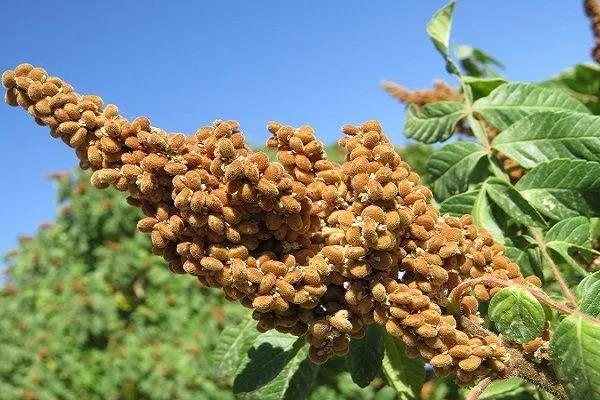بیله‌سوار قطب مستعد «سماق» در شمال غرب کشور