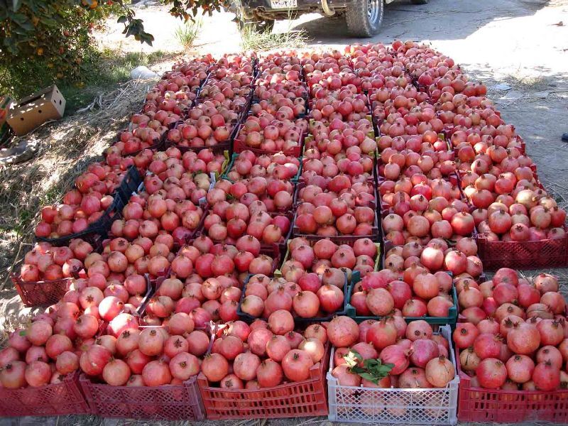 پیام آذری