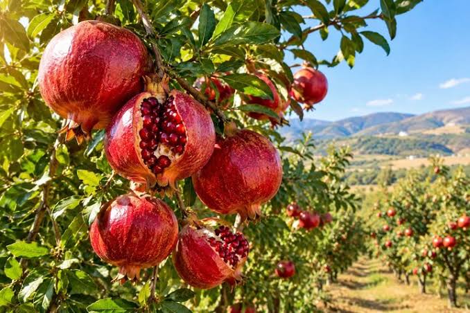 پیام آذری