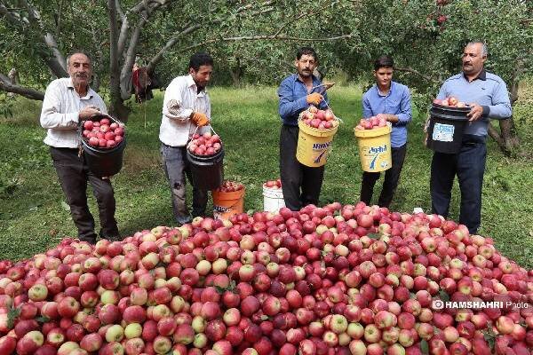 ۲۹ هزار تن سیب و انگور از باغداران آذربایجان غربی خریداری شد