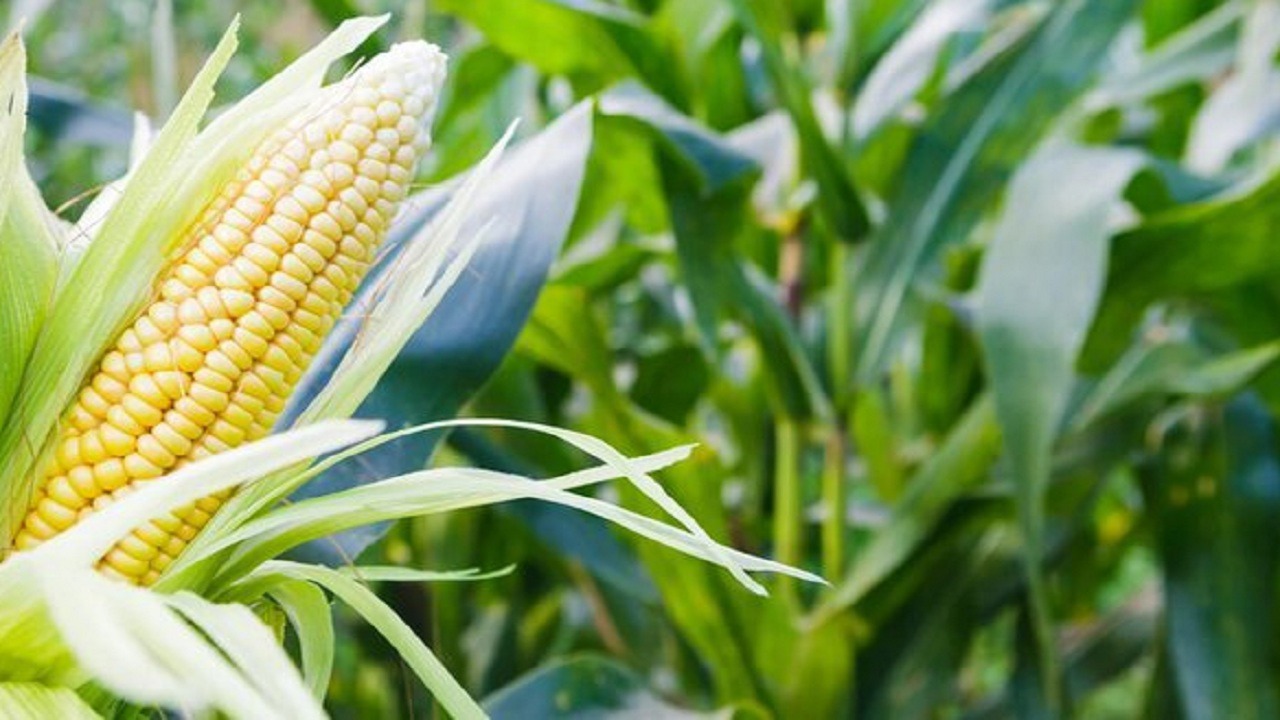 تولید بیش از ۸۱ هزار تن ذرت سیلویی در آذربایجان شرقی